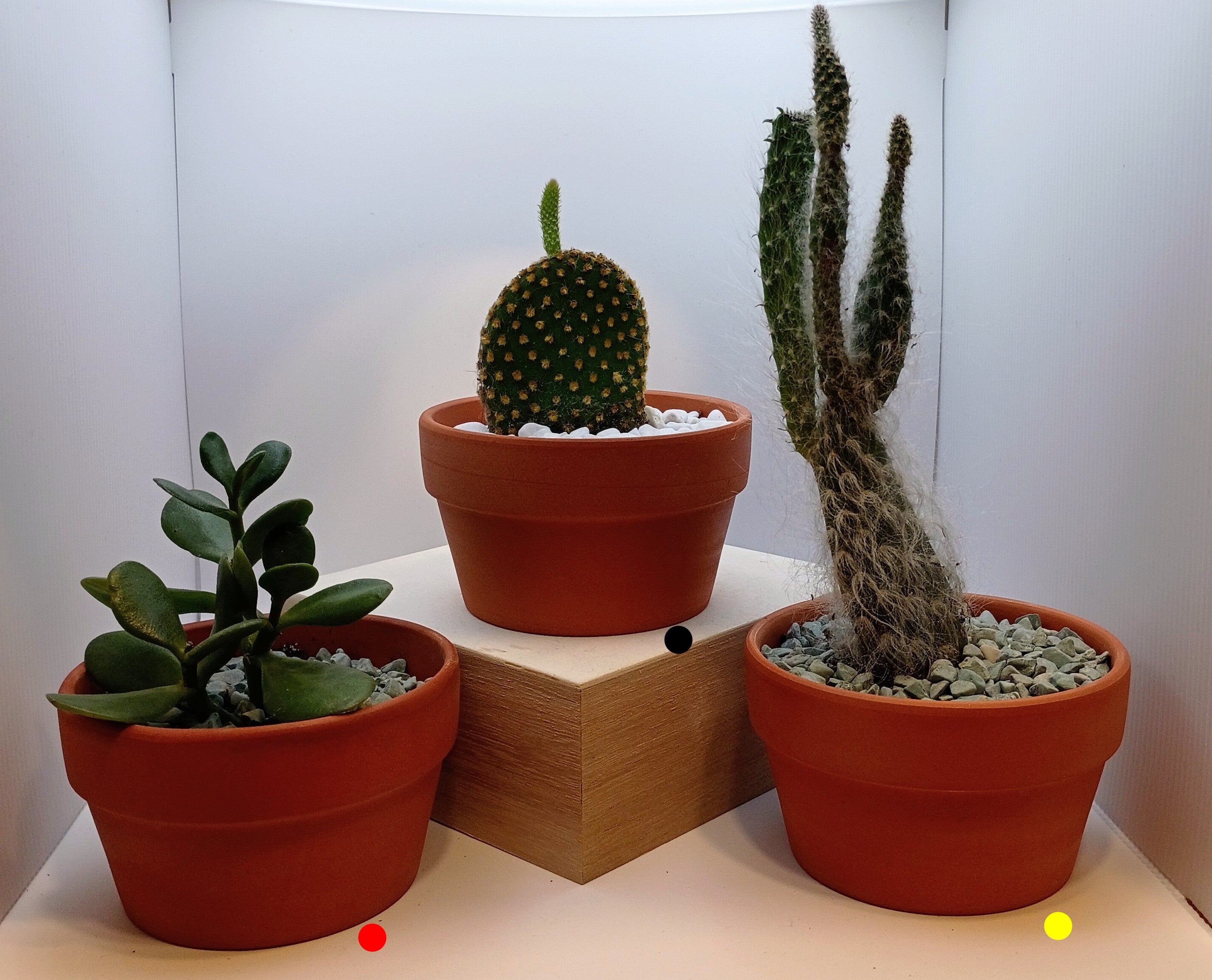 Simplify Your Life: Single Succulent in a 4-Inch Pot