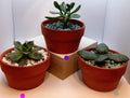 Simplify Your Life: Single Succulent in a 4-Inch Pot