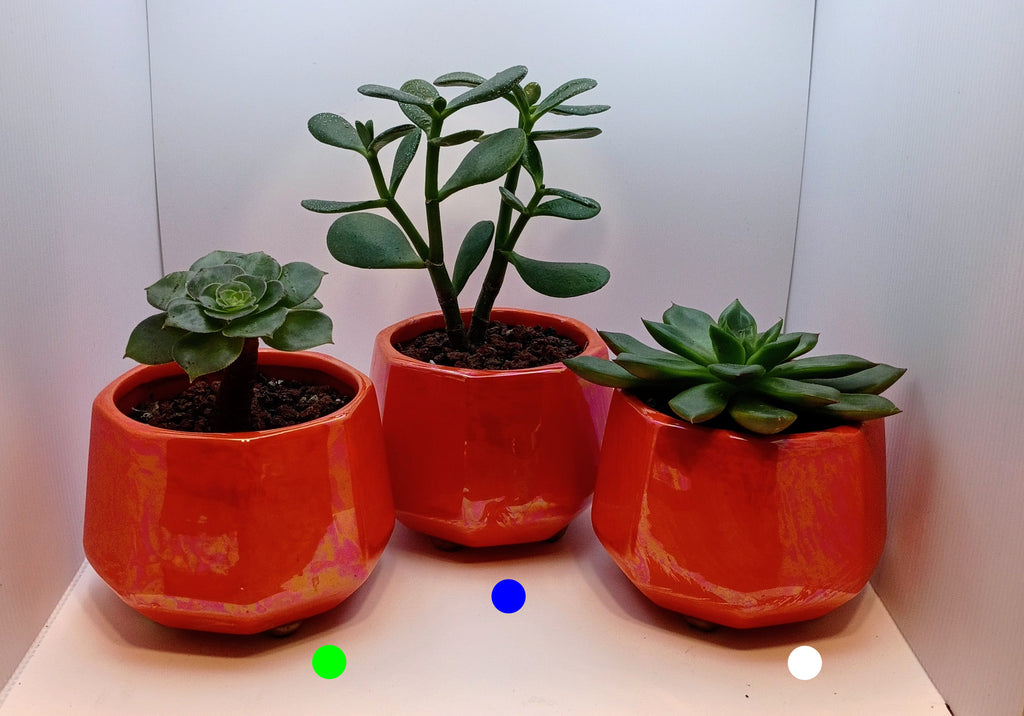 Simplify Your Life: Single Succulent in a 4-Inch Pot