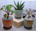 Single 4-inch Pots