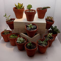 Mini Succs
