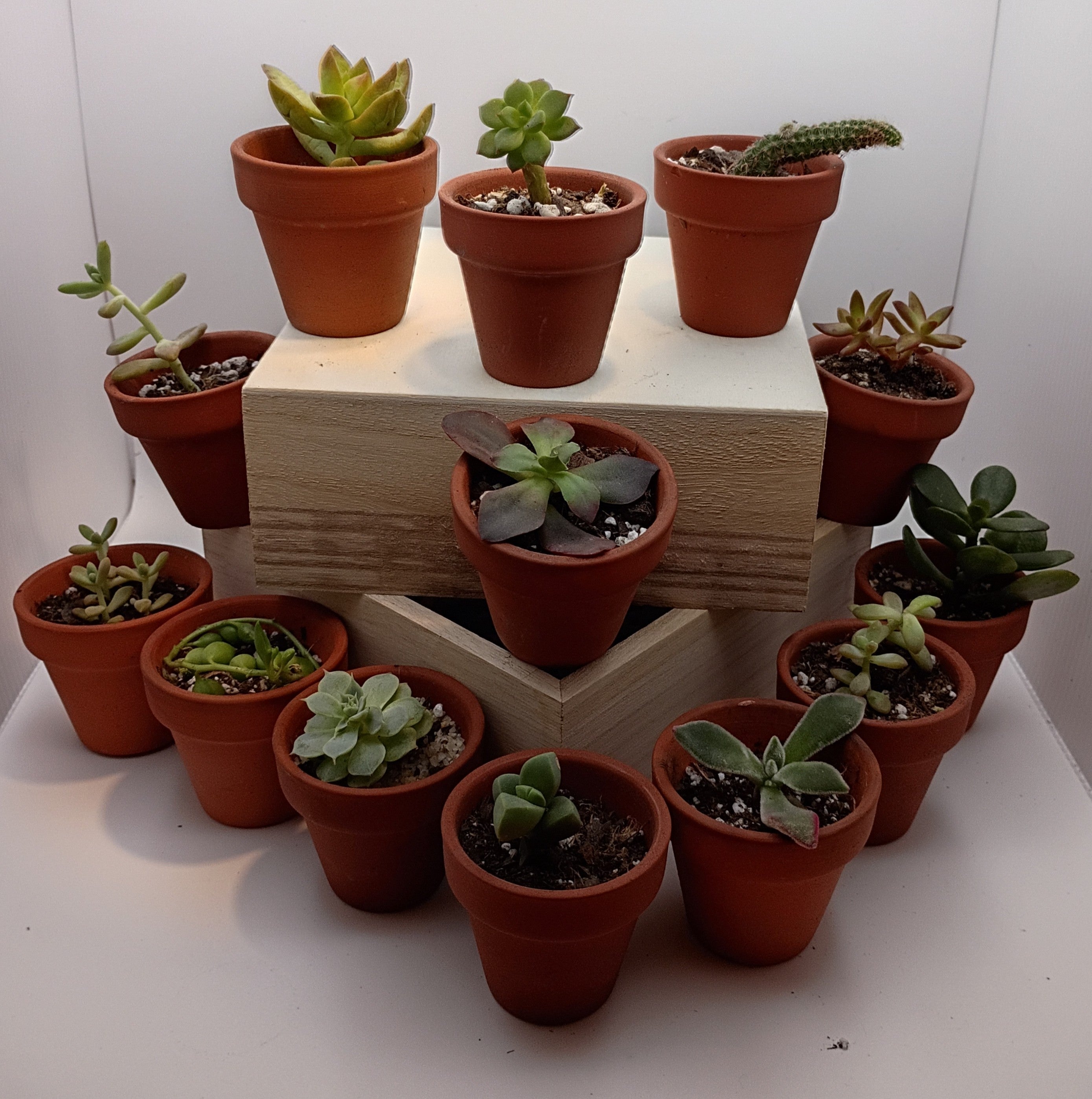Mini Succs