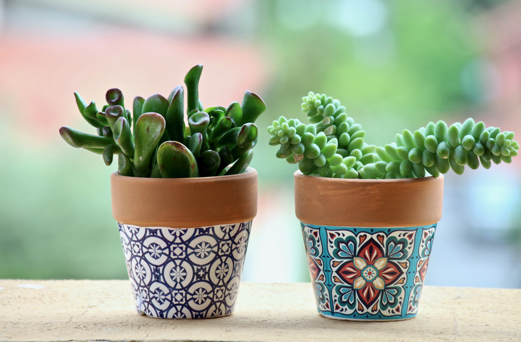 Sunday, Oct. 11, 2:00-5:00 PM--Succulent Bar at the KC Wine Co