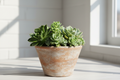 fresh and beautiful succulent pot