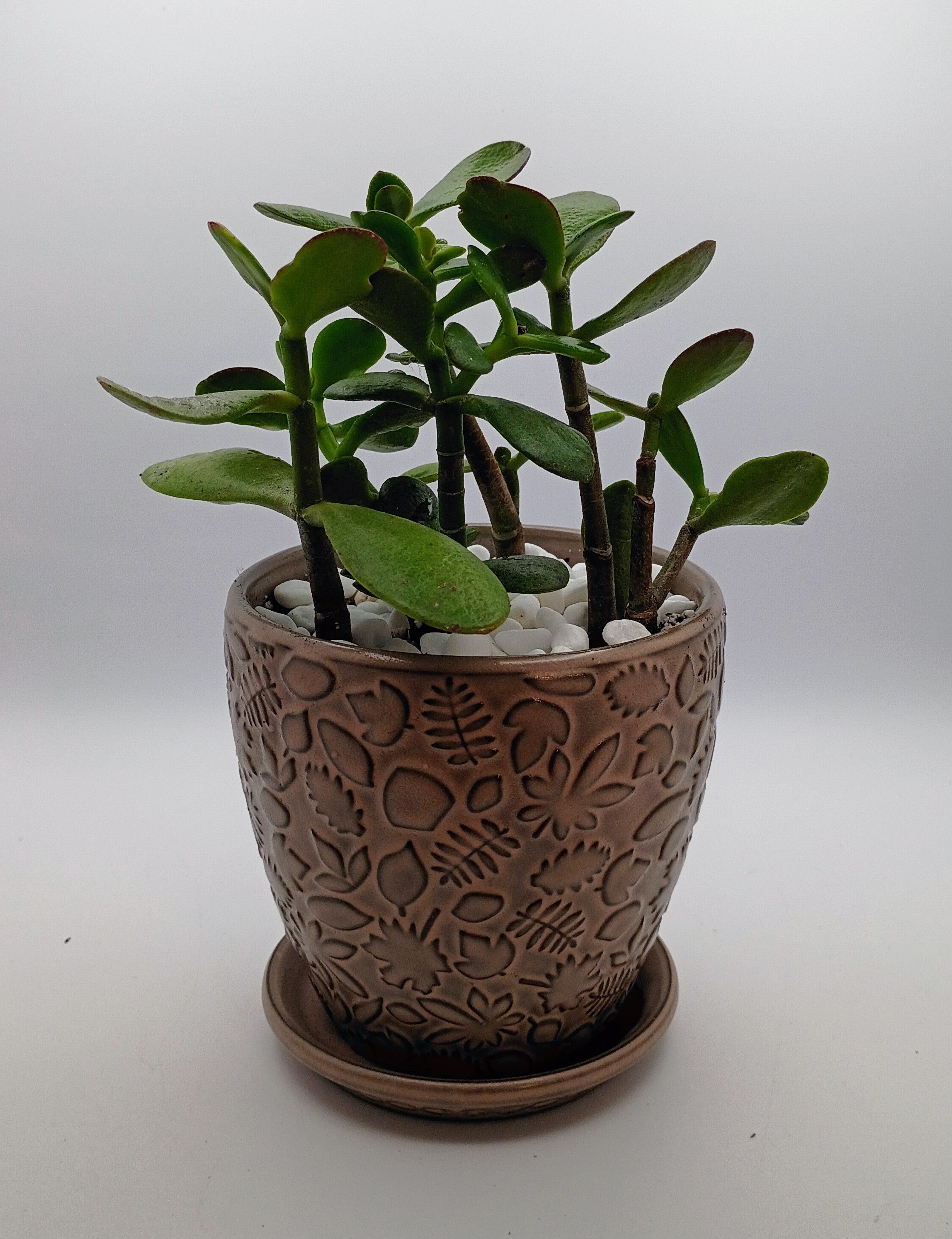 Pay-it-Forward Jade Collection
