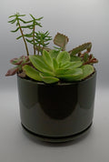 Succulent arrangement