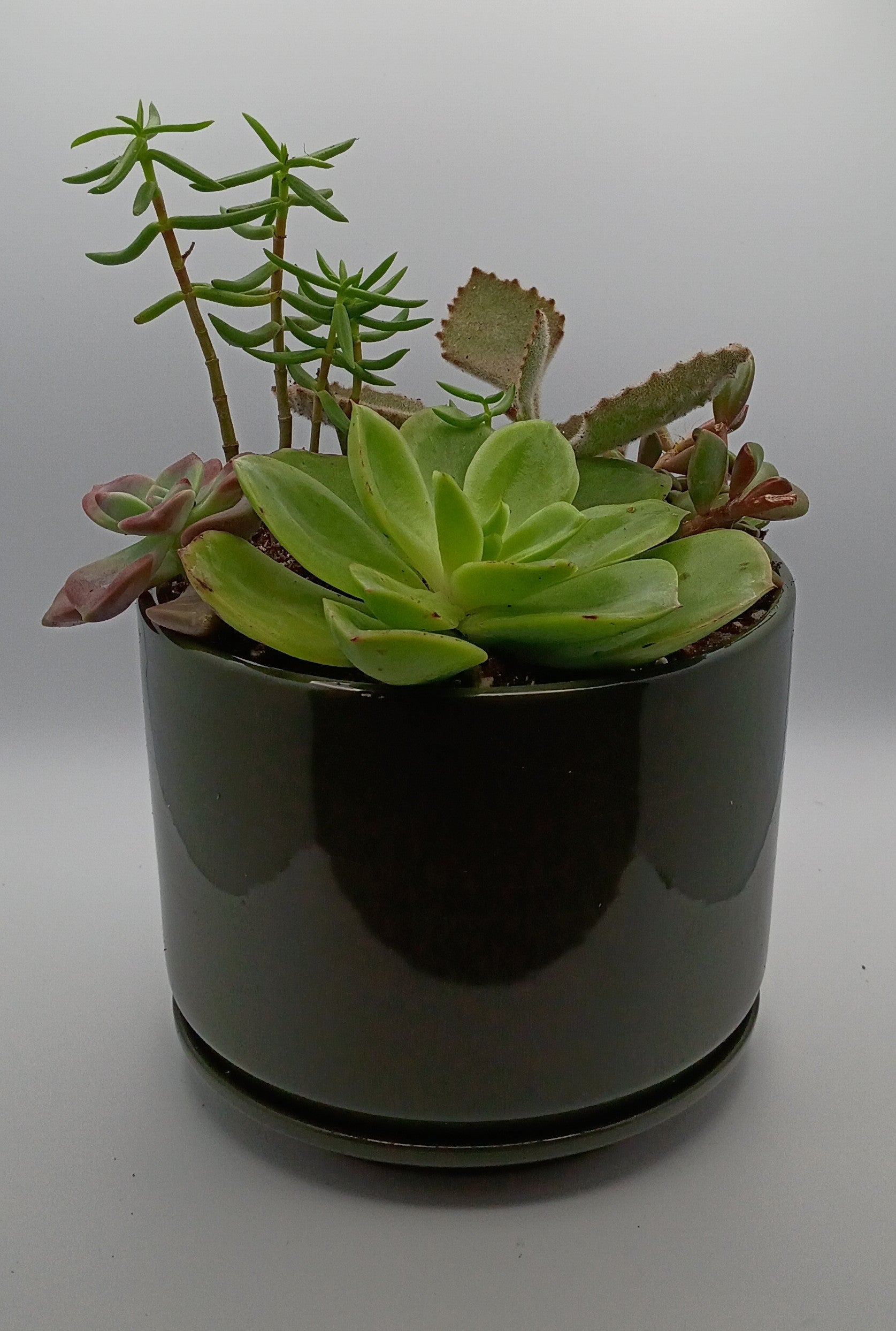 Succulent arrangement