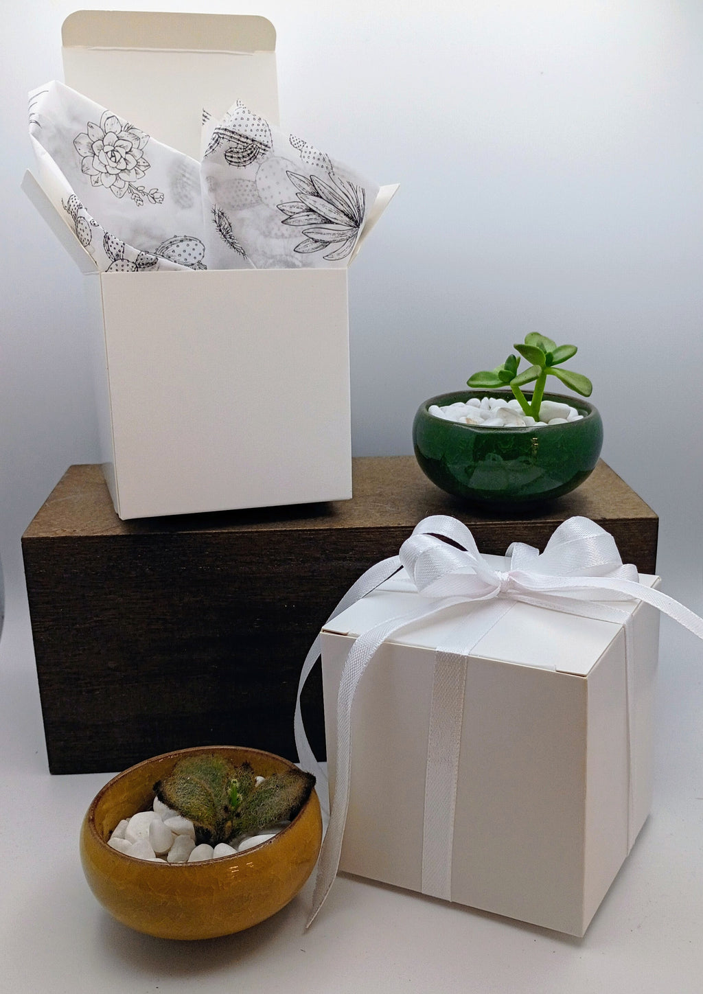 Mini Succulent Gifts