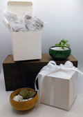 Mini Succulent Gifts