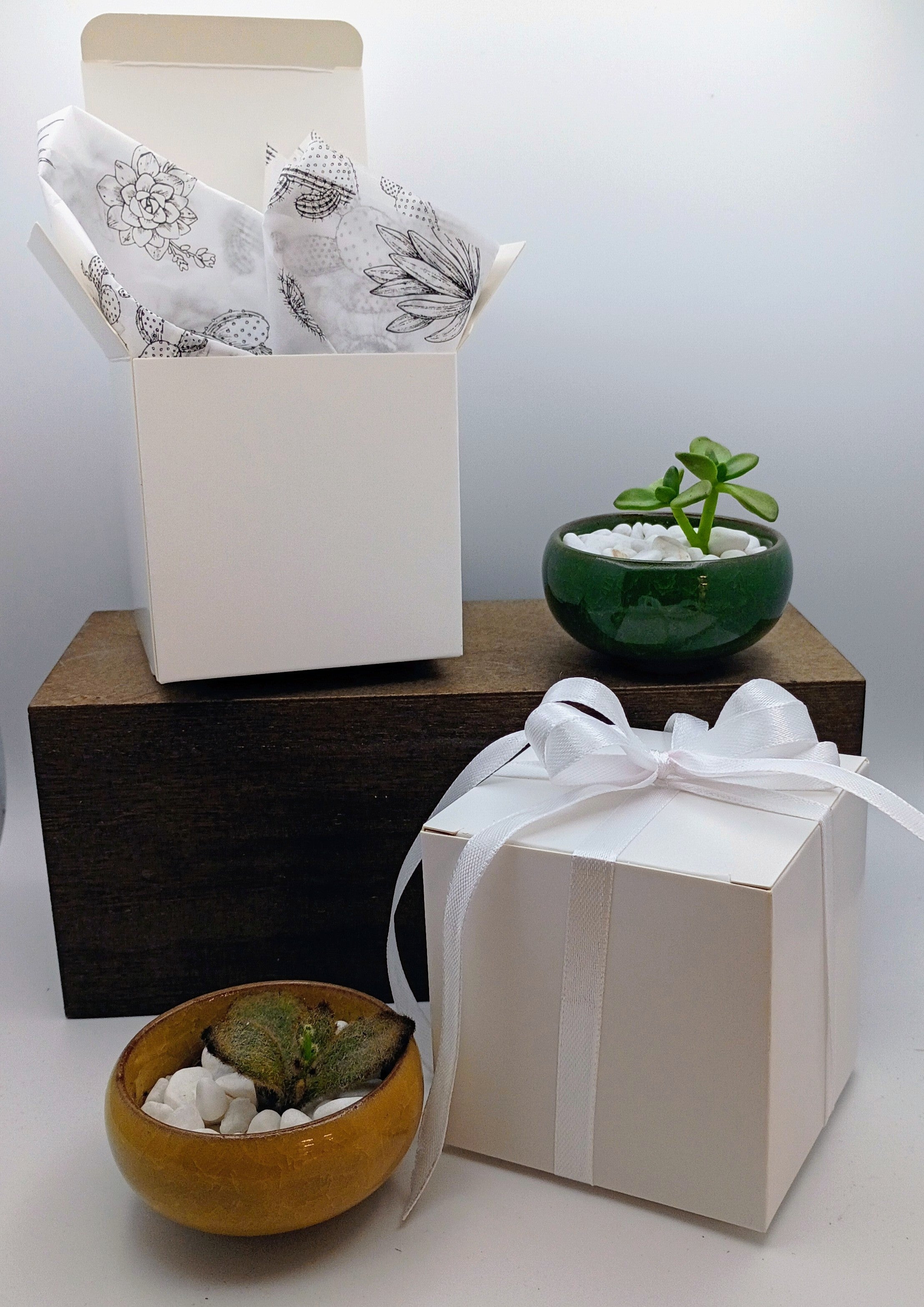Mini Succulent Gifts