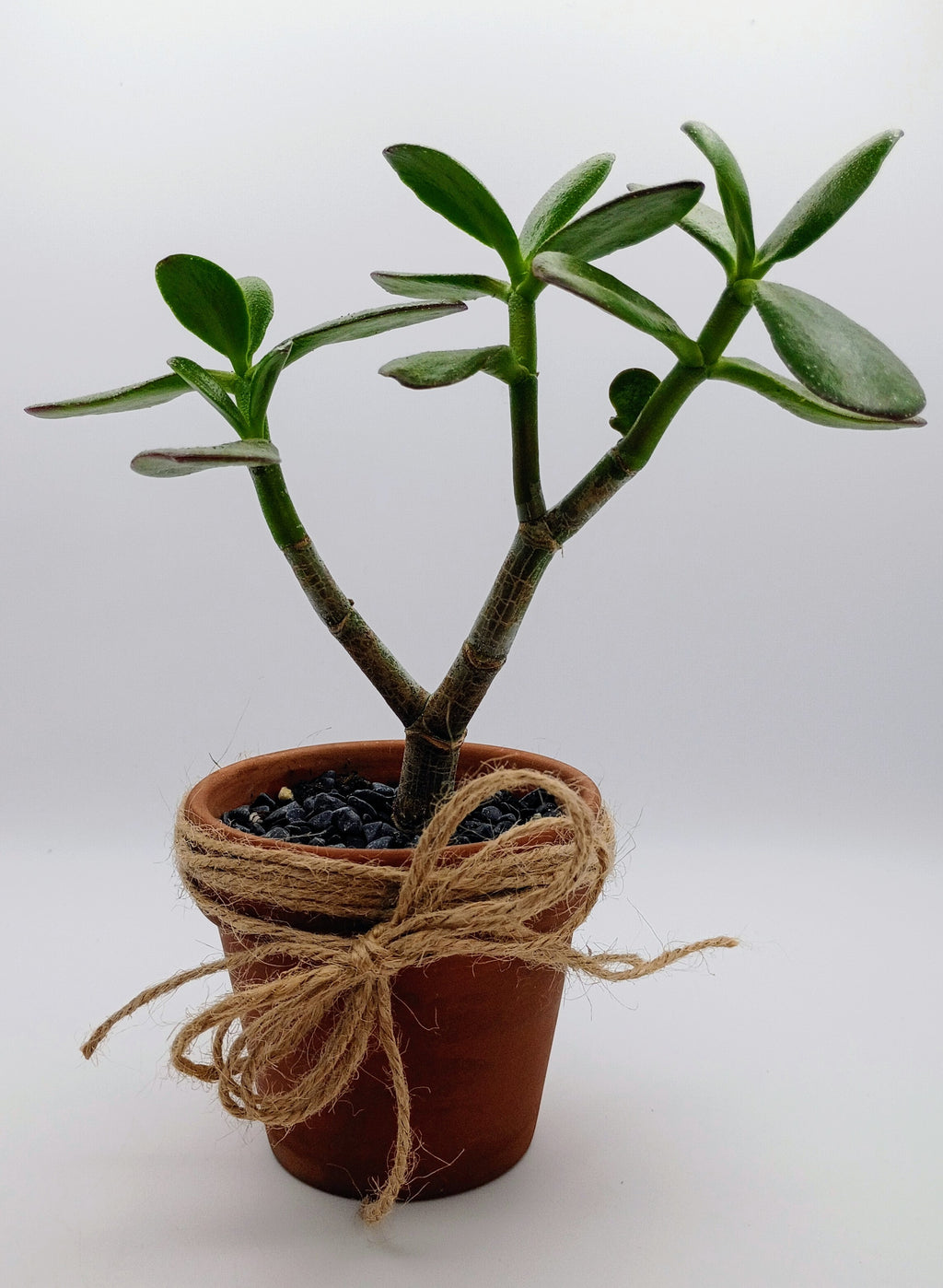 Pay-it-Forward Jade Collection