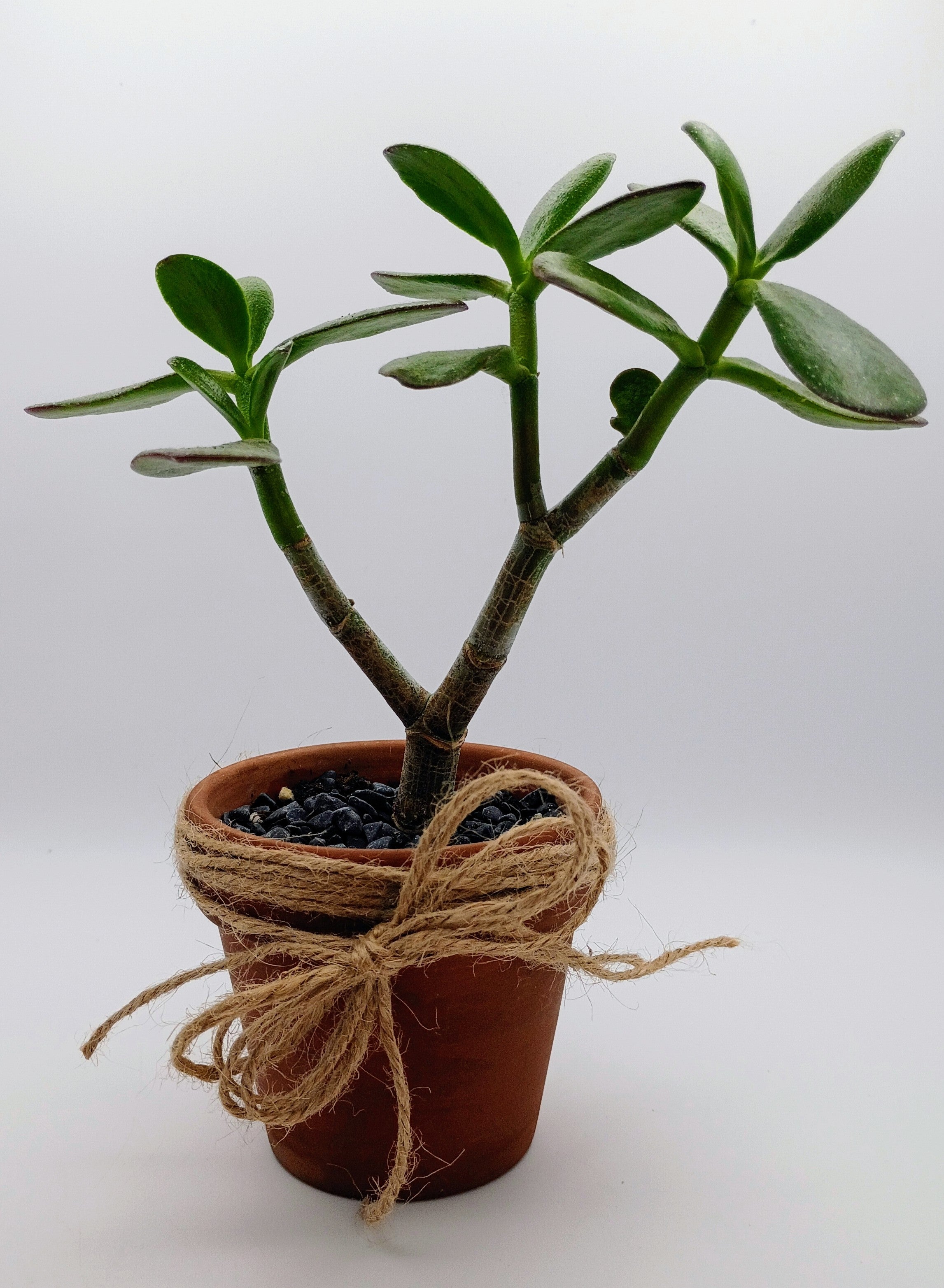 Pay-it-Forward Jade Collection
