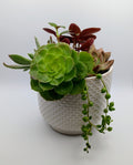 Succulent arrangement