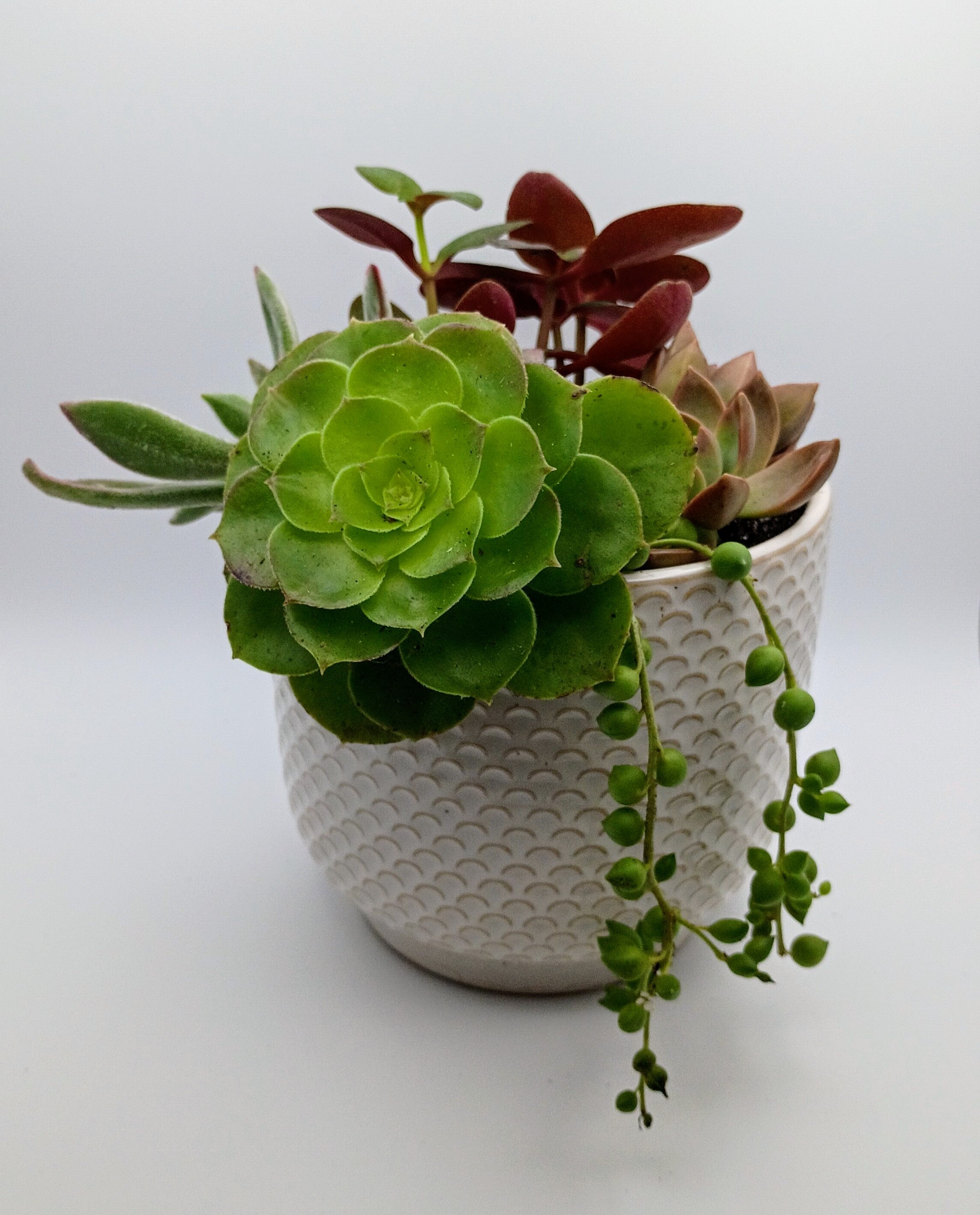 Succulent arrangement