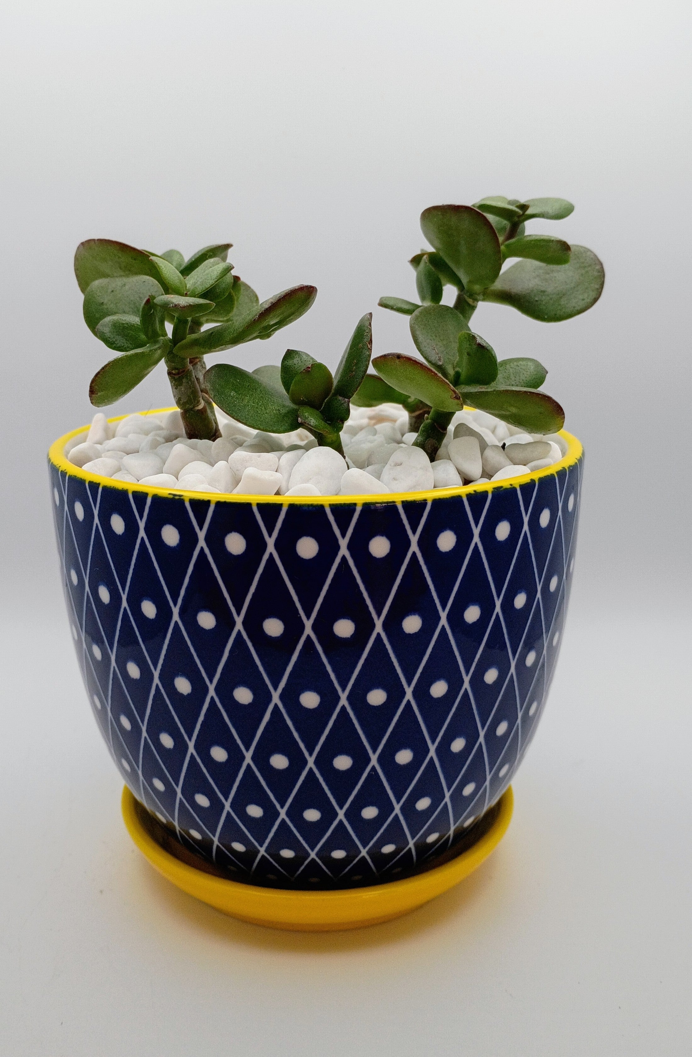 Pay-it-Forward Jade Collection