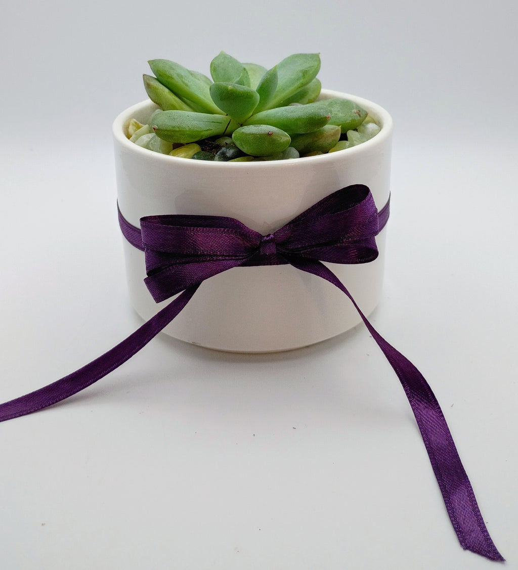Echeveria Rosette and Gift Card