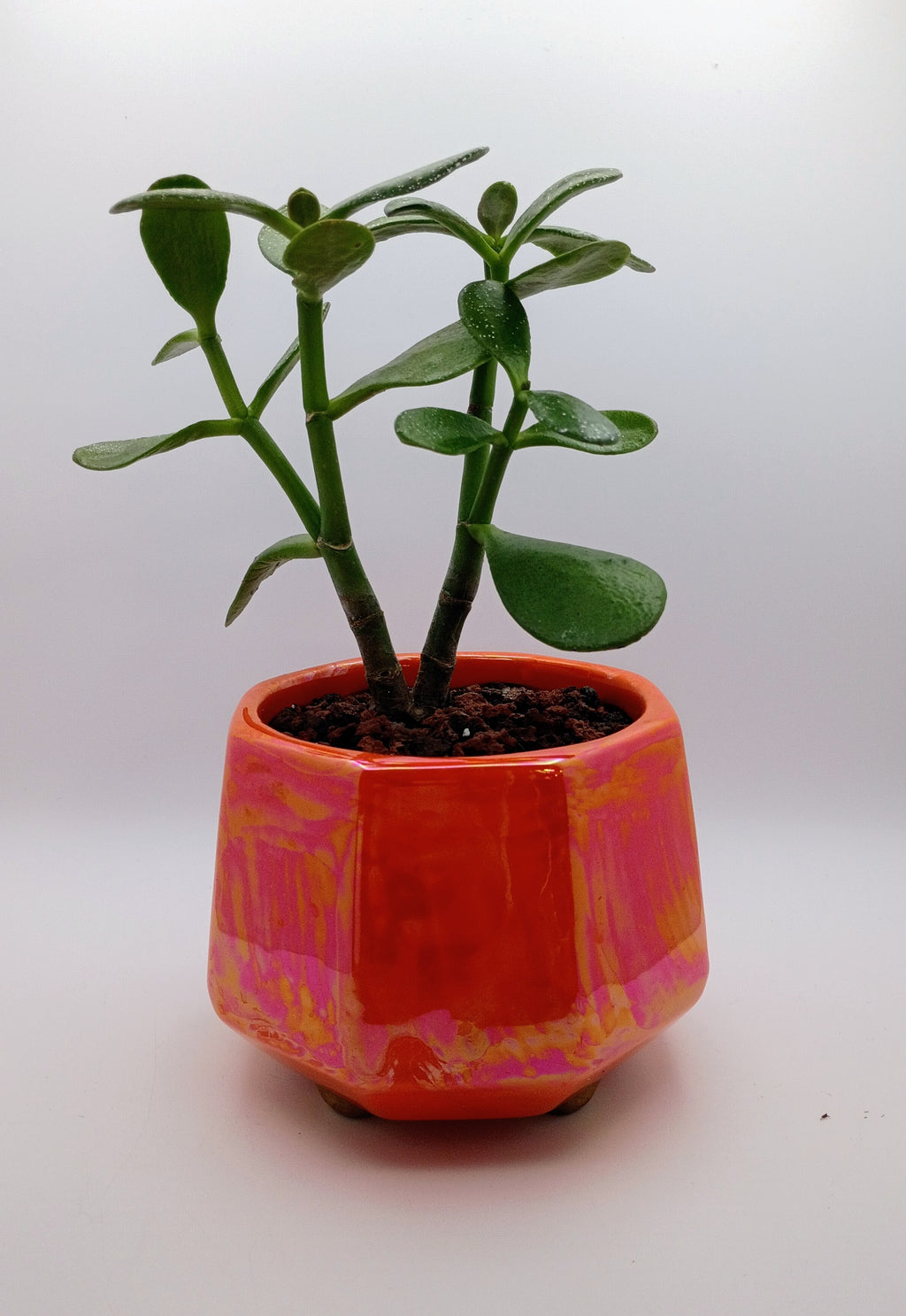 Pay-it-Forward Jade Collection