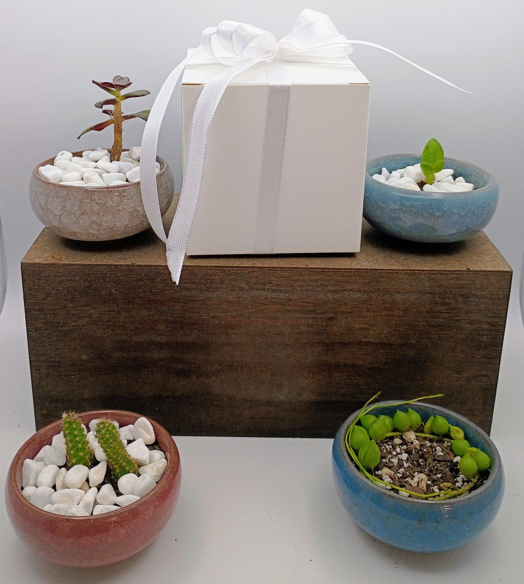 Mini Succulent Gifts