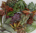 Succulent cuttings