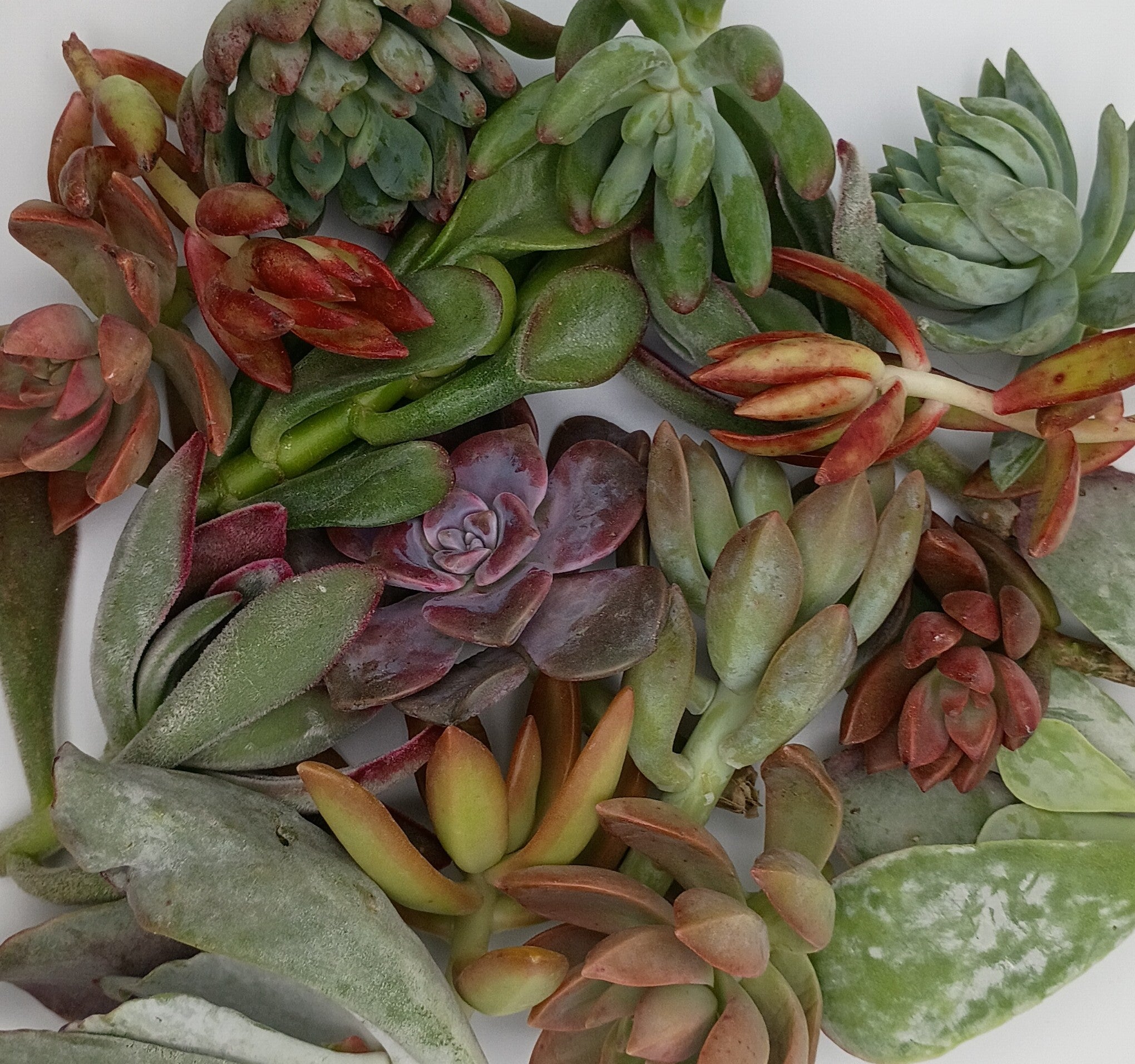 Succulent cuttings