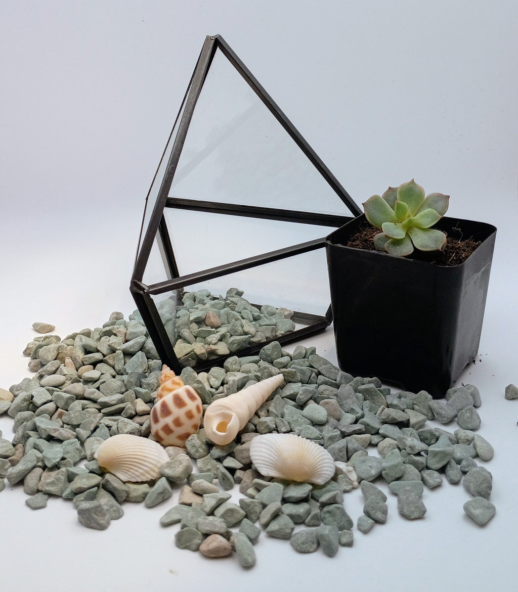 Start a New Hobby: Terrarium Kits
