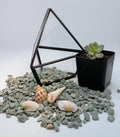 Start a New Hobby: Terrarium Kits