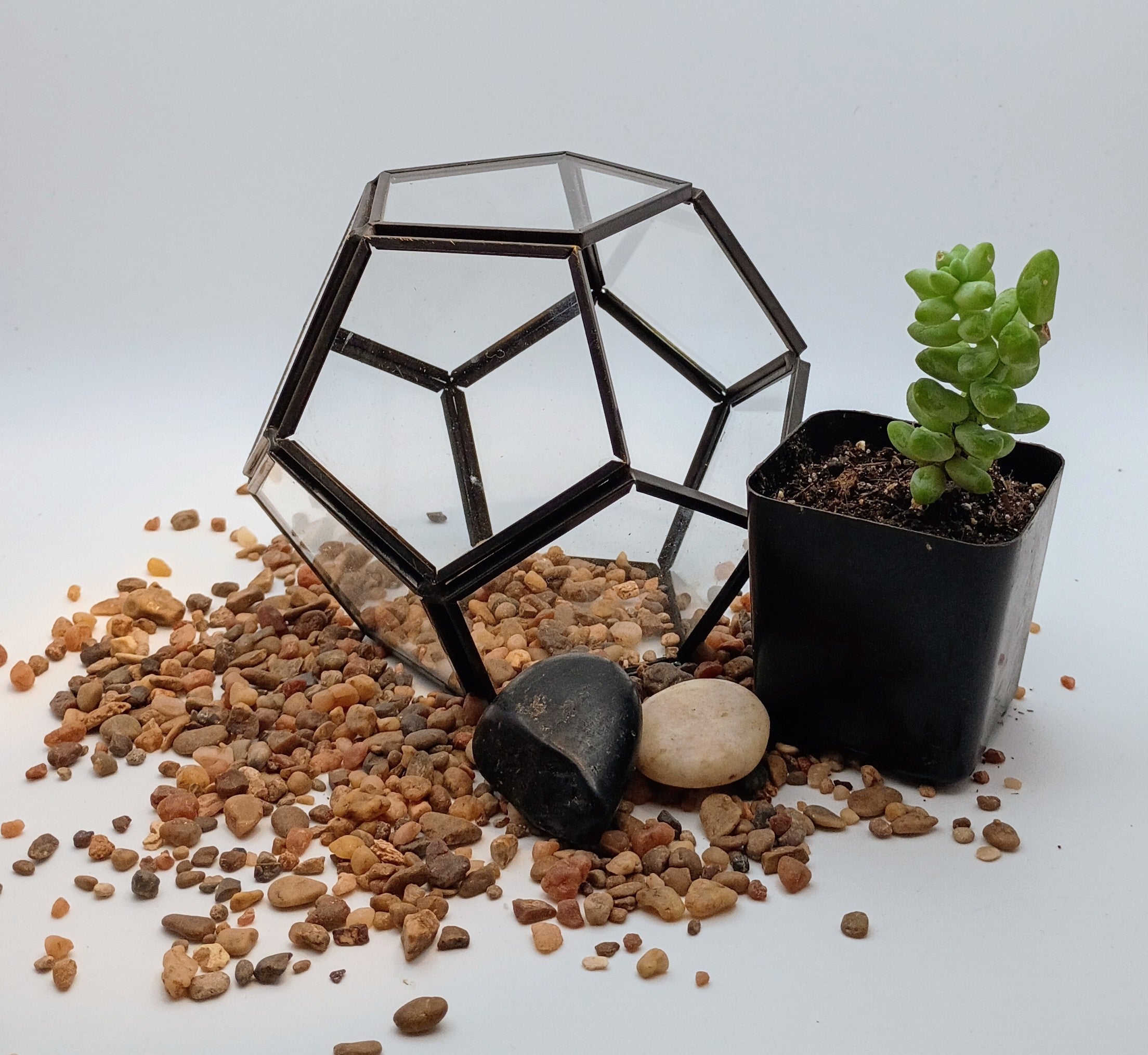 Start a New Hobby: Terrarium Kits