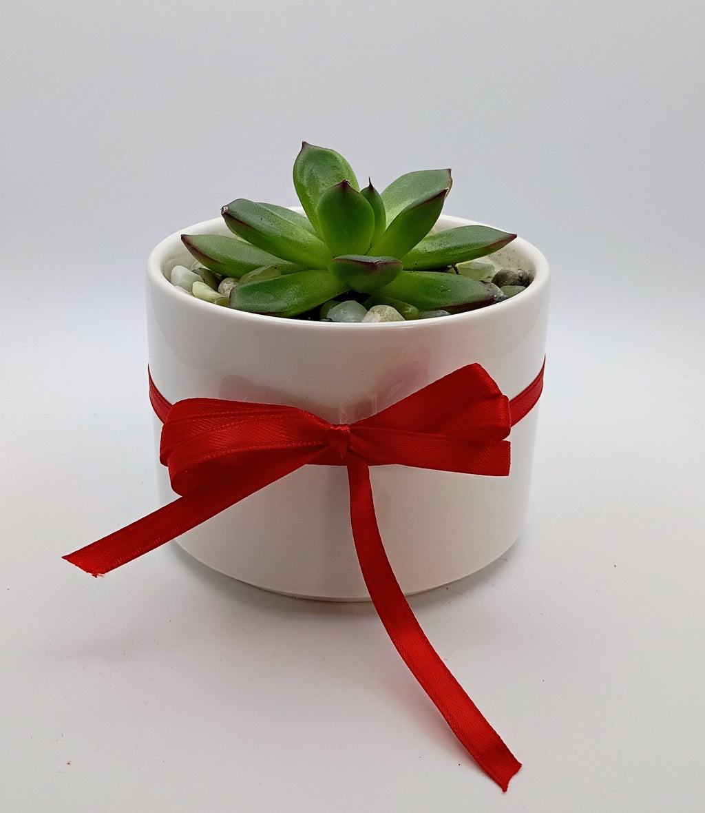Echeveria Rosette and Gift Card