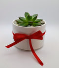 Echeveria Rosette and Gift Card