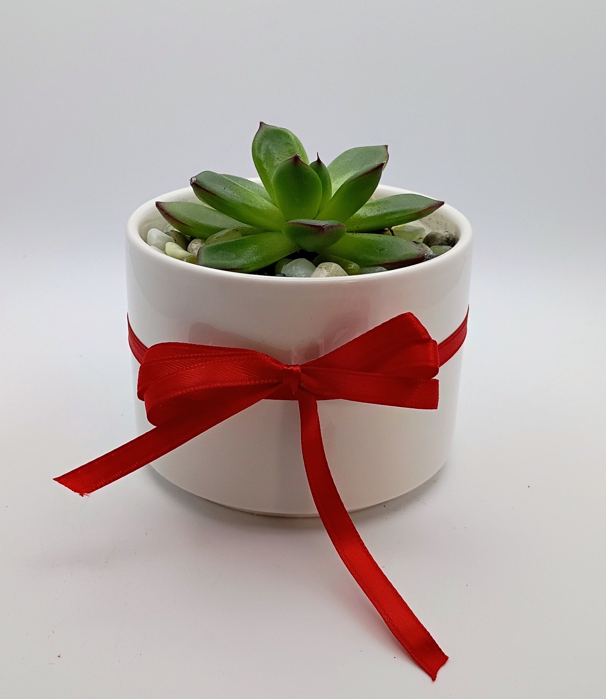 Echeveria Rosette and Gift Card