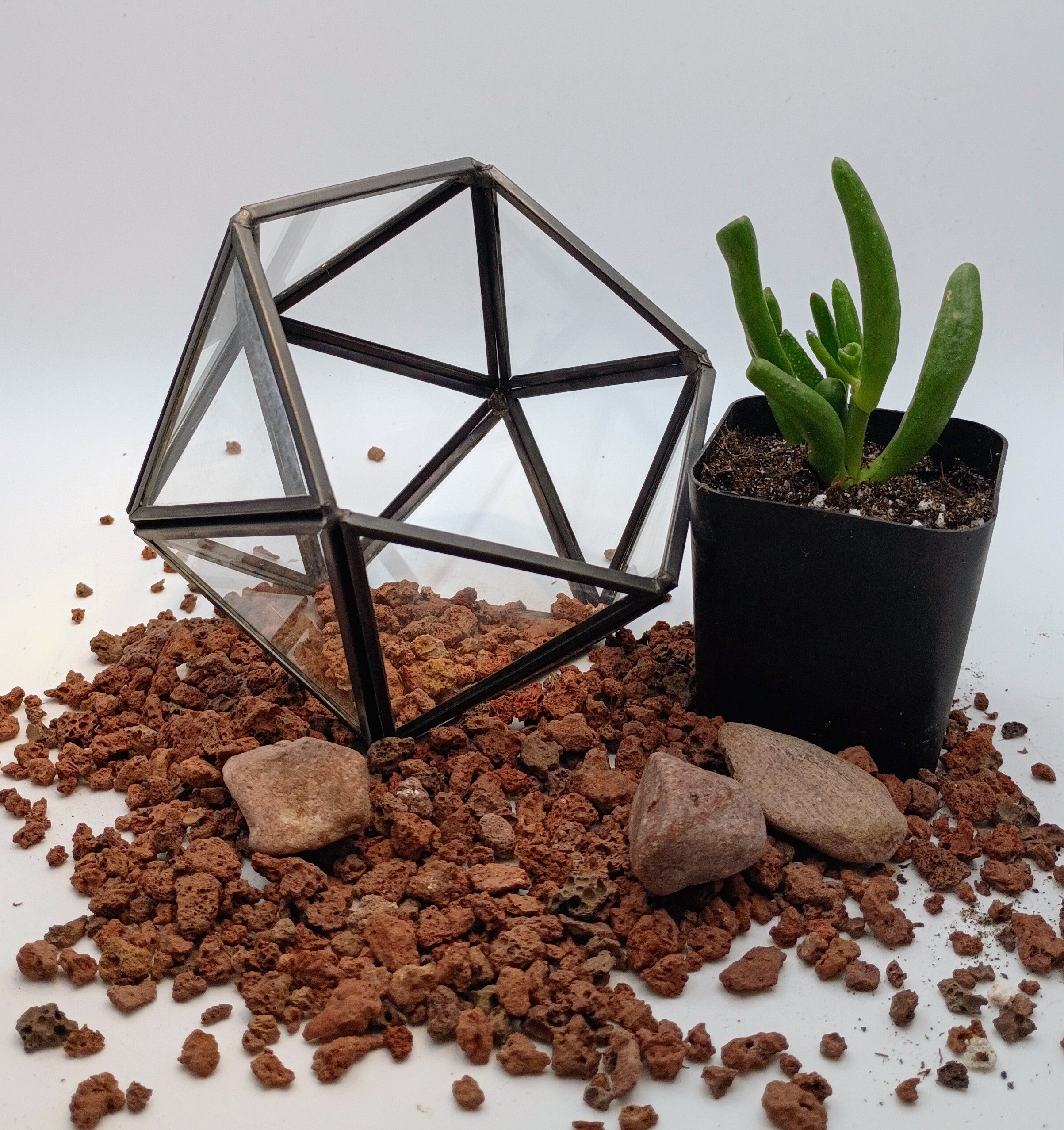 Start a New Hobby: Terrarium Kits